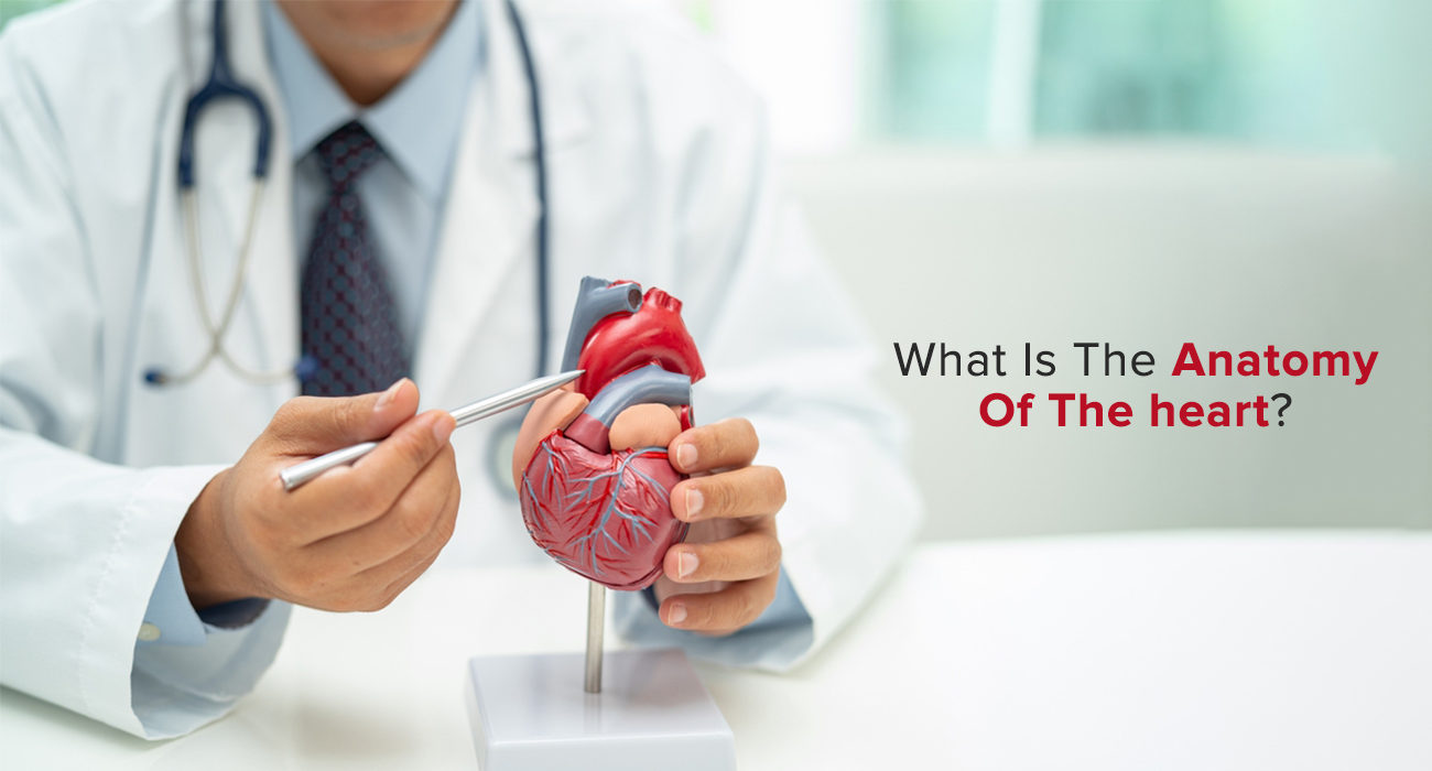 What is the Anatomy of the Heart?